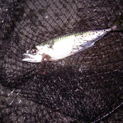 電気ウキで狙う夜釣りのフッコ